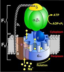 ATP Synthase