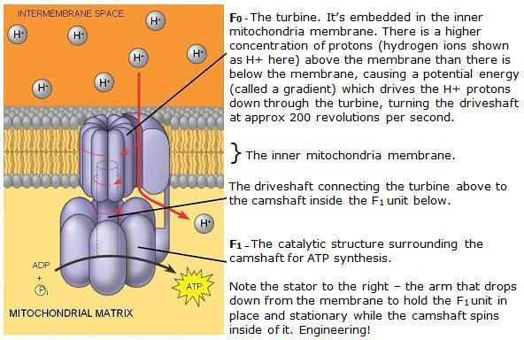 ATP Synthase