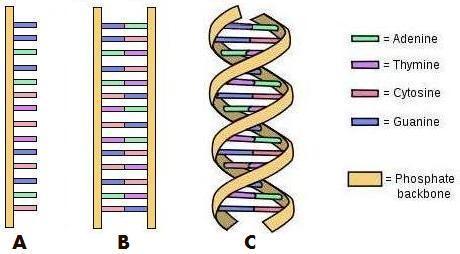 DNA and Genetics 01