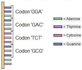 DNA and Genetics 02