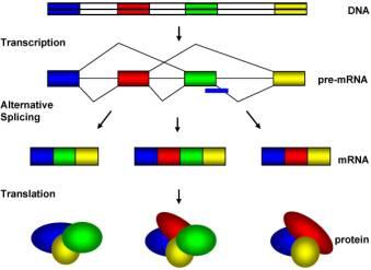 DNA and Genetics 03