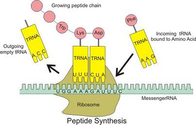 DNA and Genetics 06