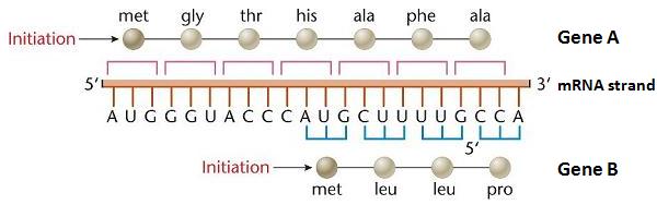 DNA and Genetics 2