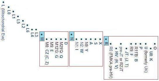 proof of Noah's Flood - mtDNA Tree